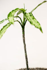 Aglaonema pictum var. bicolor "narrow form"
